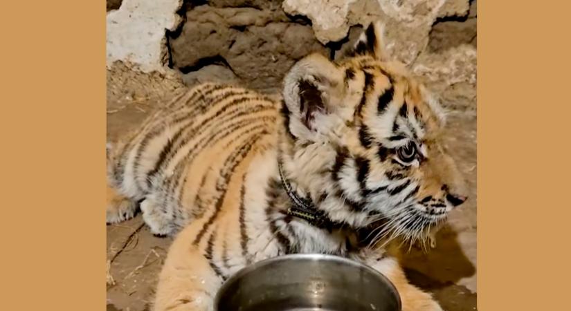 Tigrist találtak egy tiszafüredi házban (videóval)