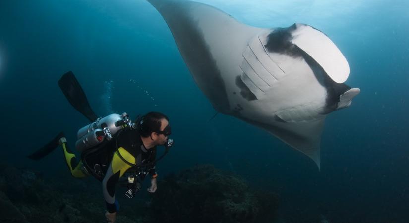 Megerősített védelmet kapott több tucat cápa- és rájafaj