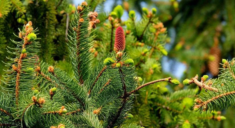 Ezért fontosabbak télen az örökzöldek, mint hinnénk