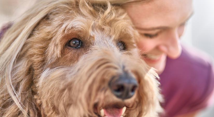 Gondoskodjunk együtt felelősen a kisállatok boldog és egészséges életéről!
