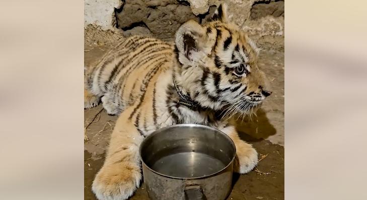 Drogügyben razziáztak, kistigris fogadta a rendőröket Tiszafüreden