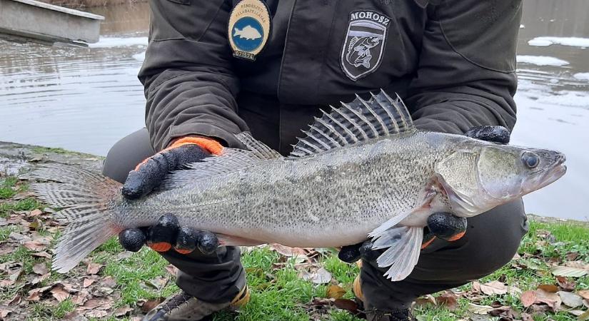 Ez igen! Háromezer-ötszáz kiló halat telepített a megyei szövetség
