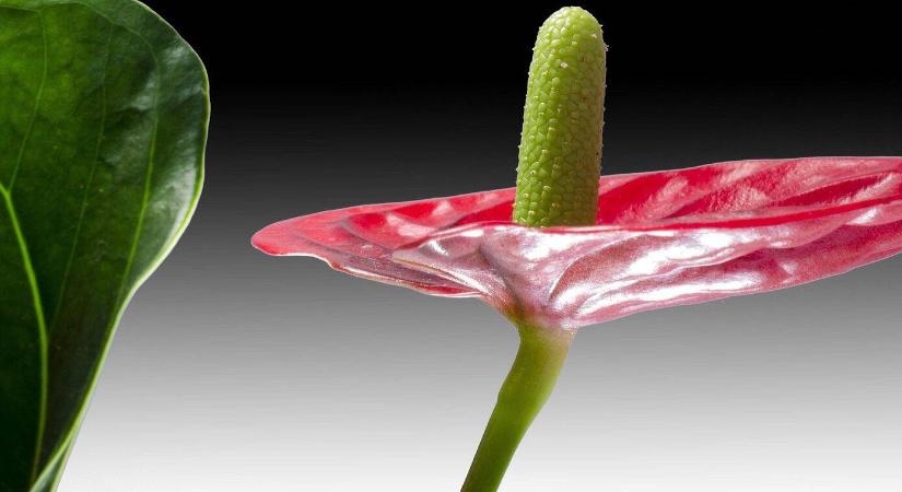 Anthurium félárnyékban: meddig bírja valójában a sötétebb helyet a flamingóvirág?