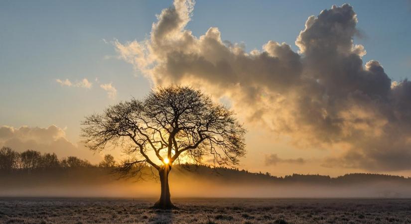 Mit jegyeznek meg a fák? – A természet titkos memóriája, amely az egész erdőt formálja