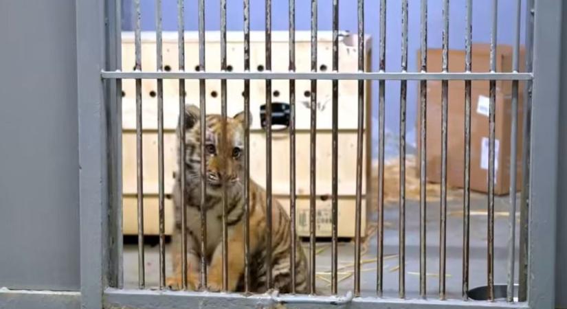 Drograzzia során foglaltak le a rendőrök egy kistigrist Tiszafüreden