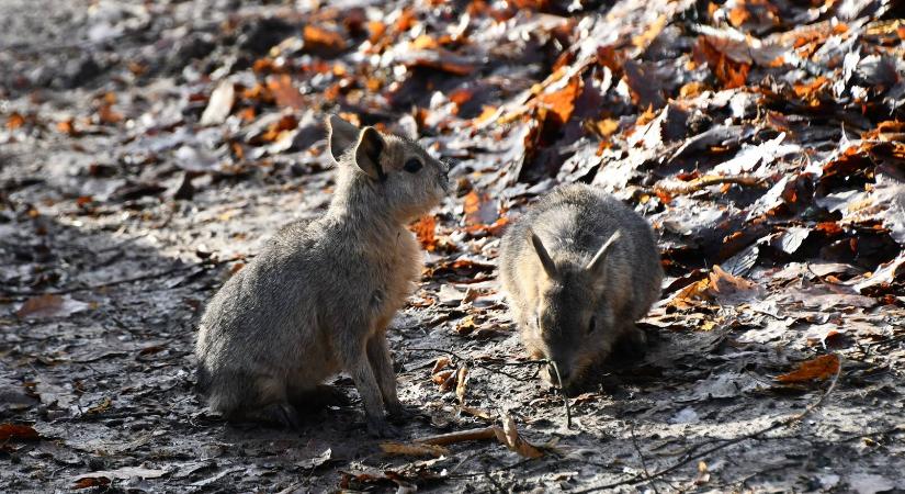 A legaranyosabb újszülöttek rabolják el a látogatók szívét Miskolcon