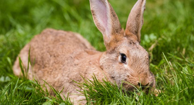 Brutális vírus terjed Magyarországon, a fertőzött állatok 90 százaléka is elpusztulhat