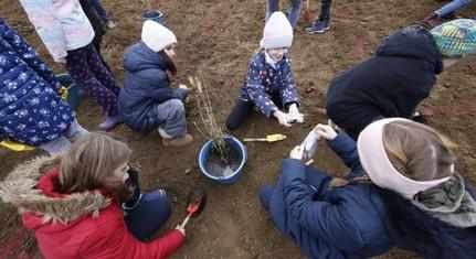 Új mini-erdő született a belvárosban, ezzel tovább zöldül Pécs