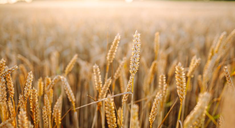 Izgalmas árak láttak napvilágot: ennyibe kerül most a búza, kukorica itthon