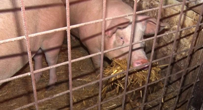 Hagyomány és jogszabály: a disznó vágások aktuális szabályozása