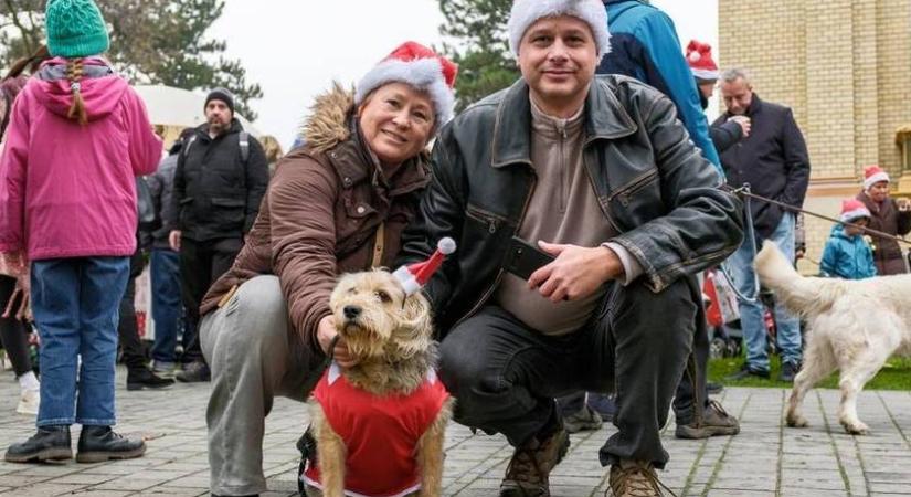 Mikuláskor kutyák lepik el a Városligetet: ezekkel az ajándékokkal vár a DOGZ Falkaséta