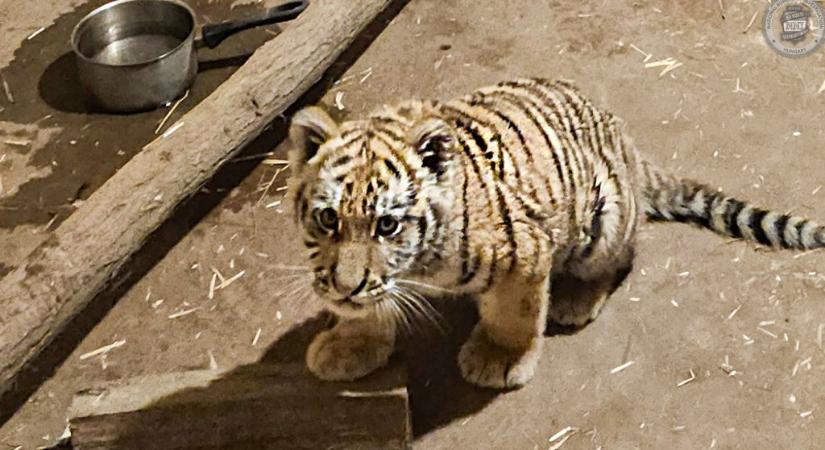 Megszólalt a tiszafüredi férfi, aki kis tigrist tartott az otthonában – gyorsított eljárásban állítják bíróság elé