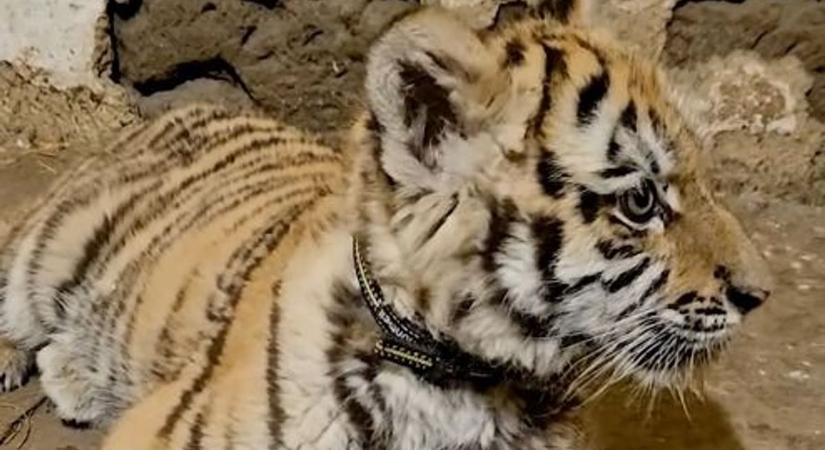Egy telefonhívás változtatja meg a füredi kis tigris életét, ez történik vele hamarosan
