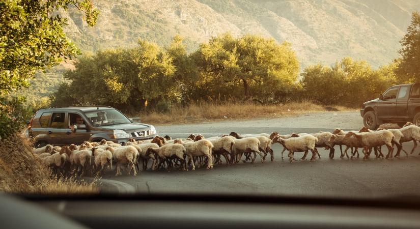 Eldurvult a helyzet: több százezer juhot és kecskét vágtak le a görögök