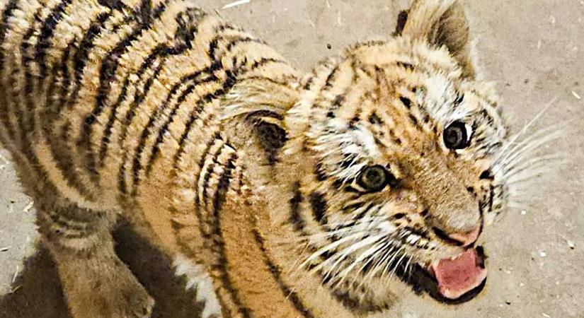 Na, ez a durva! Kiderült, nem csak tigrist találtak a Tisza-tónál! Máshol ilyen látványért belépőt szednek