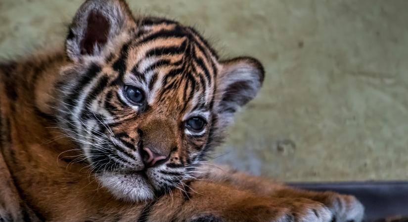 Tiszafüredi drogdíler razziája közben találtak kistigrist