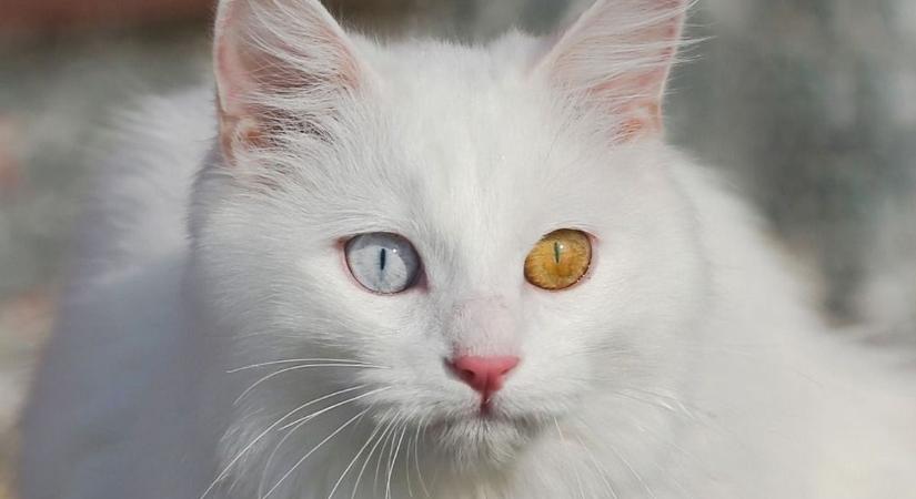 A macskák becsipezését már készíti is elő az EU, hiába cáfolná az ellenkezőjével macskaadótervét a Tisza