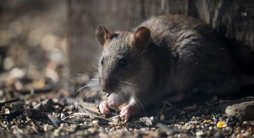 10 hatékony módszer a rágcsálók ellen: így védd meg otthonod télen