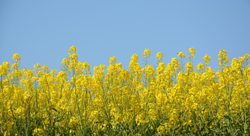 Emelkedő globális repcetermelés, bővülő uniós vetésterület