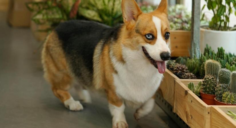 A legveszélyesebb szobanövények kutyák számára – ezekkel jobb óvatosnak lenni