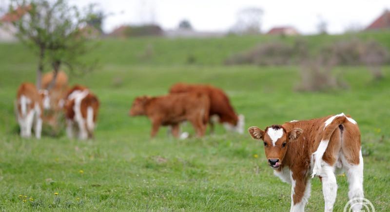 2026 a Legelők és Pásztorok Nemzetközi Éve, támogatva ezen ökoszisztémákat és azokat, akik a legelőket fenntartják