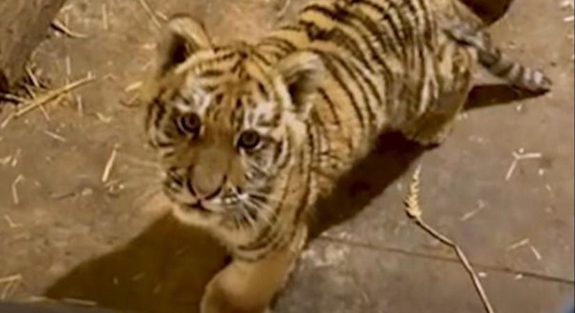 Razziára mentek, kölyök tigrist találtak egy tiszafüredi háznál a rendőrök