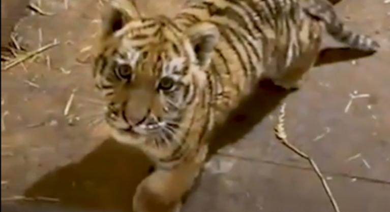 Vallomást tett a férfi, akinél egy tigriskölyköt talált a rendőrség egy drograzzián