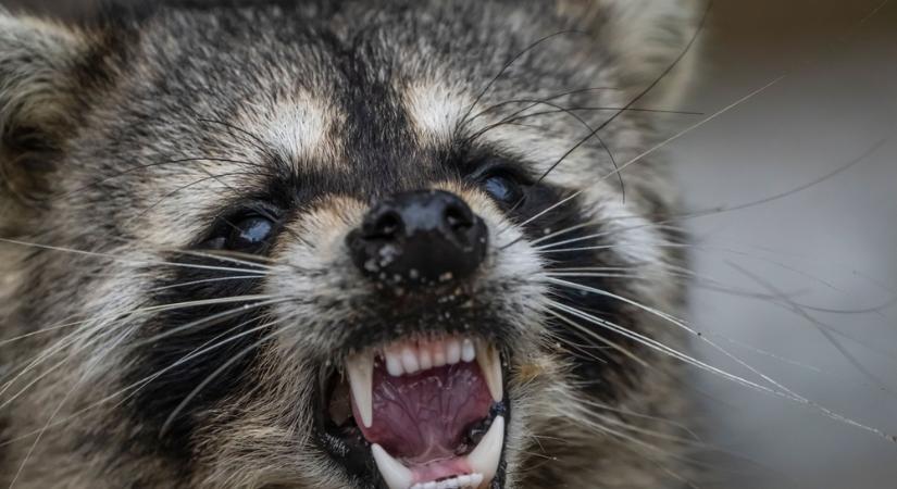 Részeg mosómedvét találtak a dolgozói vécében