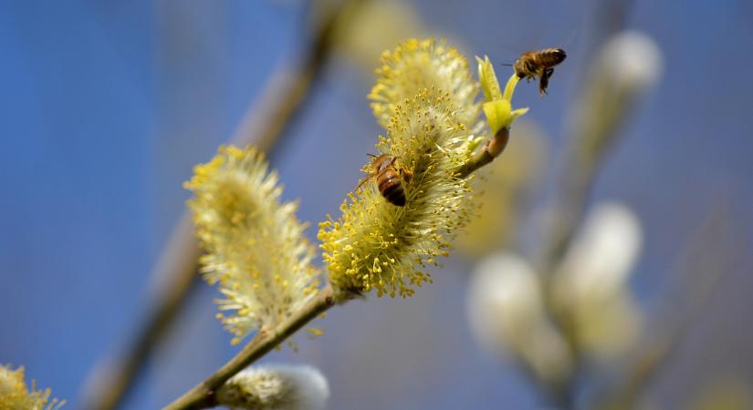 Szoros versenyben a kecskefűz lett az év fája