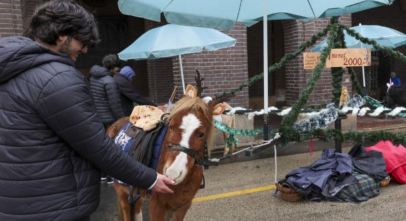 Hatalmas vita után kiszállt a hatóság: ezt találták a dóm téri pónilovagoltatásnál