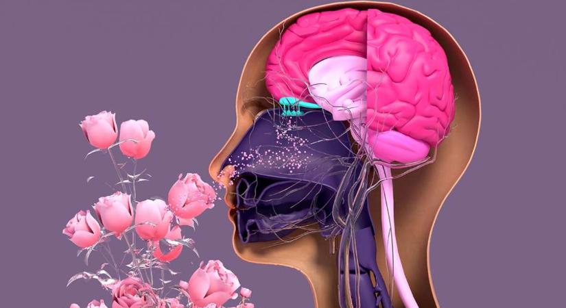 Mesterséges orr jelezheti bizonyos szagok jelenlétét