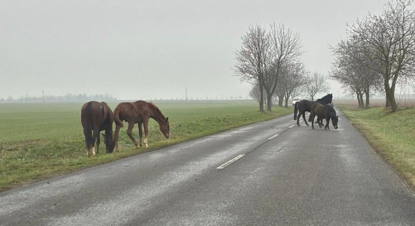 Lovak szabadultak el Újpetre és Kozármisleny között!