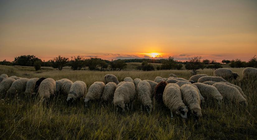 Ősi tudás, modern kihívások – a FAO a pásztorokra és legelőkre irányítja a figyelmet 2026-ban