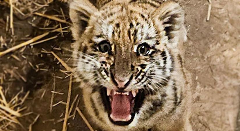 A rendőrök sem erre a fogásra készültek, több egzotikus állat is előkerült a házból