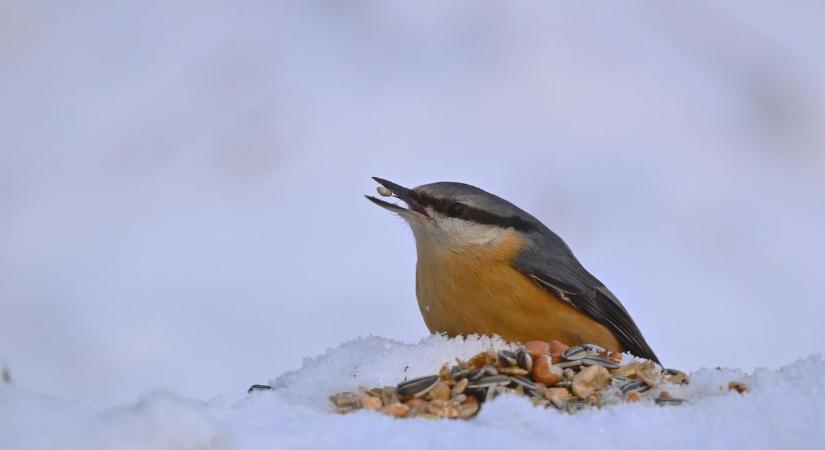 Madáretetés télen: ezt az egy szabályt muszáj betartani, különben árthatsz is ( videó)