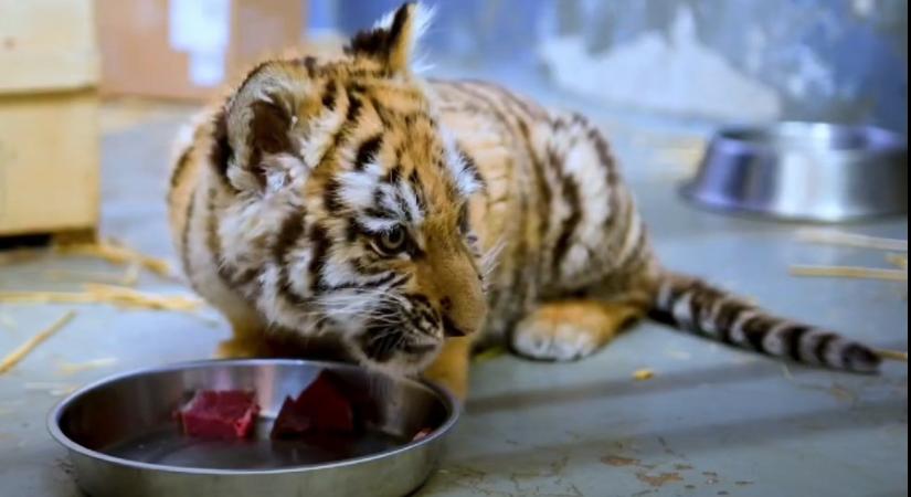 Így érzi magát ideiglenes otthonában a Tiszafüreden talált kistigris – friss videó