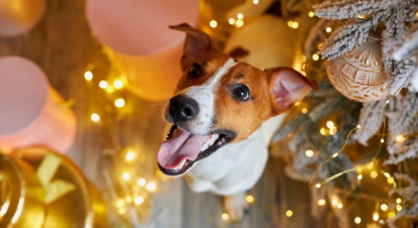 Karácsonyi ételek, amiket kutyáknak soha nem szabad adni