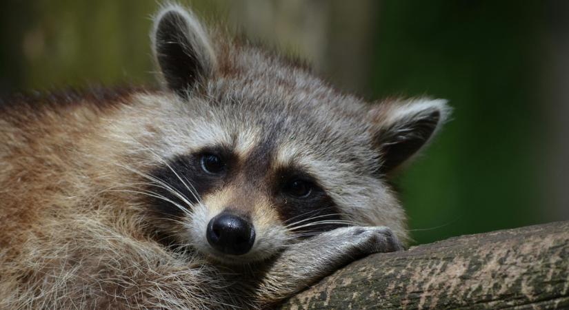 Állatok elszabadulva: Mosómedve garázdálkodott részegen egy italboltban