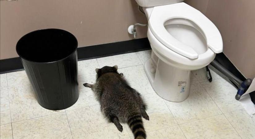 Holtrészeg mosómedvét fogtak el, miután kirámolt egy italboltot