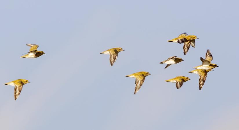 Kései érkezés után erősödő aranylile vonulás a Kardoskútnál