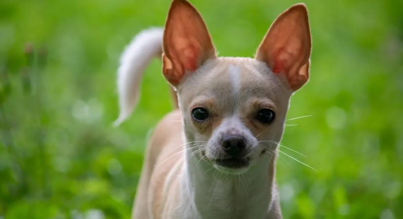 Hatvan csivava között tartotta fogva férjét a szadista feleség