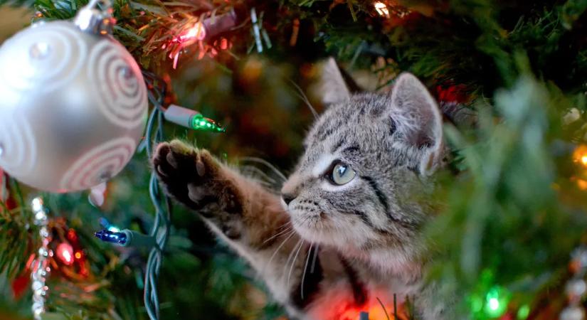 Cicabiztos karácsonyfa – nem kell lemondanod az ünnepi hangulatról