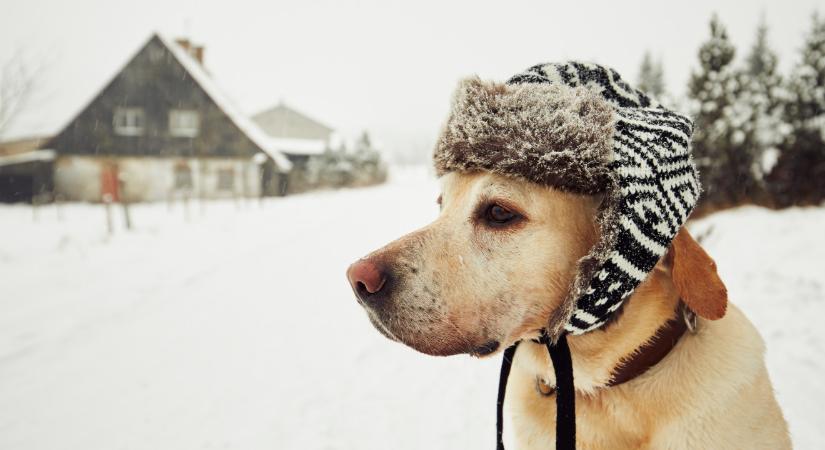 Nehogy ezzel béleld ki a kutyád házát télen, rengeteg gazdi elköveti ezt a hibát