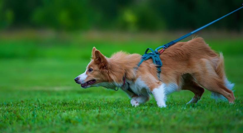 Kutyanyakörv vagy hám? Segítünk eldönteni!