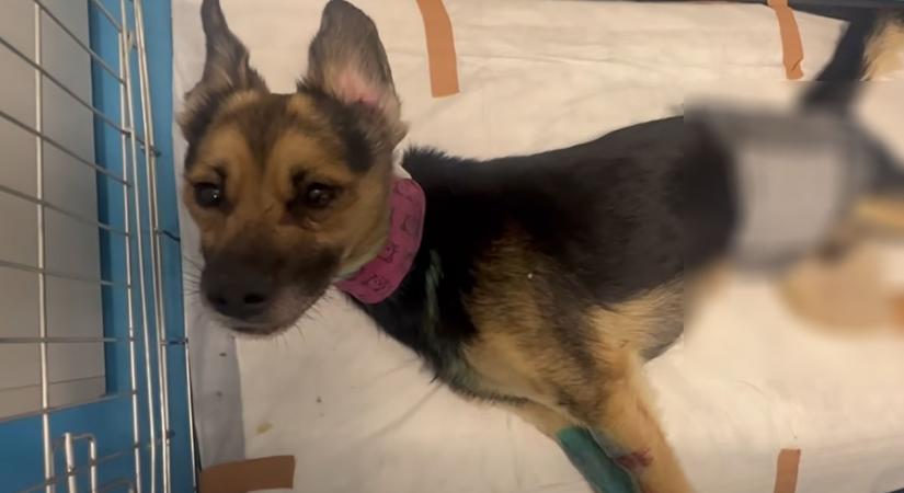 Larry igazi kis harcos – Javul az állapota a Magyarbángyesen megkínzott négylábúnak