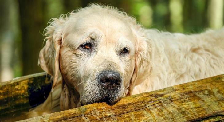 Alapítvány gondoskodik a hevesi gazdátlan ebekről 
