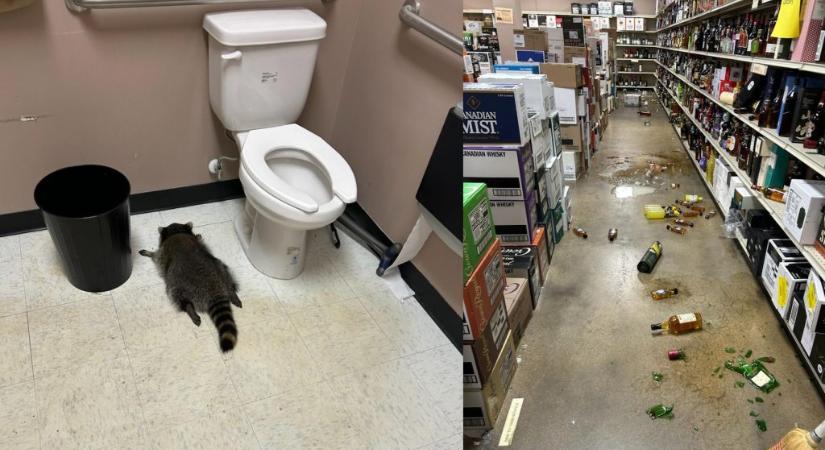 Kiütve találtak rá egy mosómedvére a mosdóban, miután kifosztott egy virginiai italboltot