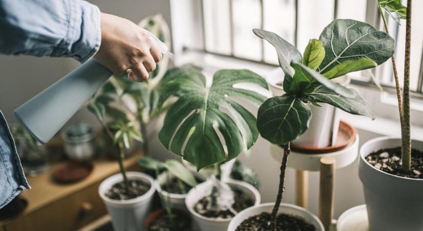 Téli növénymentő kalauz – így maradnak életben a szobanövényeid a hideg hónapokban