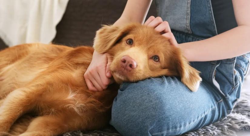 Furcsán viselkedett kutyája, életveszélyes betegséggel diagnosztizálták a nőt