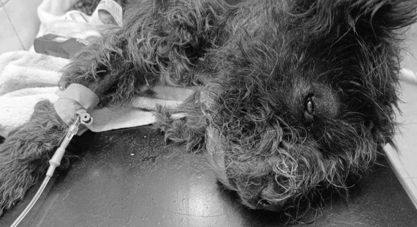 Ismert abonyi vállalkozó követte el a szörnyűséget, rettenetes videó borzolja a kedélyeket